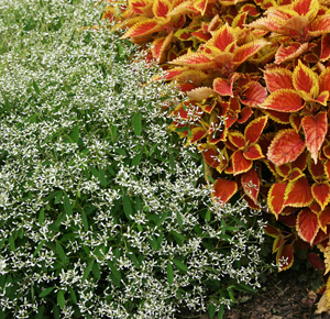 Euphorbia Diamond Frost® provides sharp contrast in color and texture to Trusty Rusty coleus.