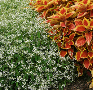 Euphorbia Diamond Frost Wisconsin Horticulture