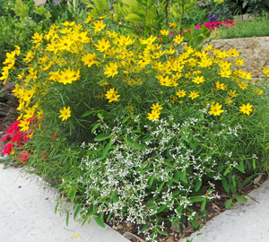 Use Euphorbia Diamond Frost® on the edge of beds.