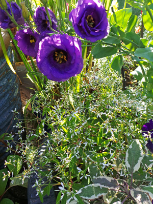 Euphorbia Diamond Frost® with purple lisianthus and tricolor sage.