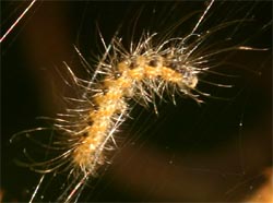 Fall webworm caterpillars are covered with long hairs. 