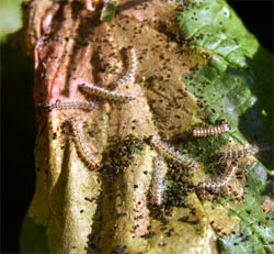 Fall webworm nest opened to reveal caterpillars inside.
