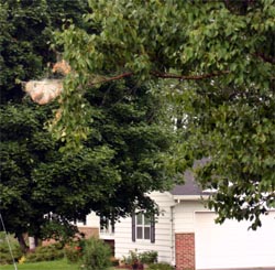 Fall webworm nest in birch tree.