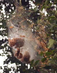 Fall webworm rarely causes significant damage on established trees.