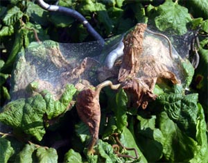 Fall webworms construct silken nests enclosing leaves. 