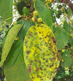 Plant problems to watch for in 2025