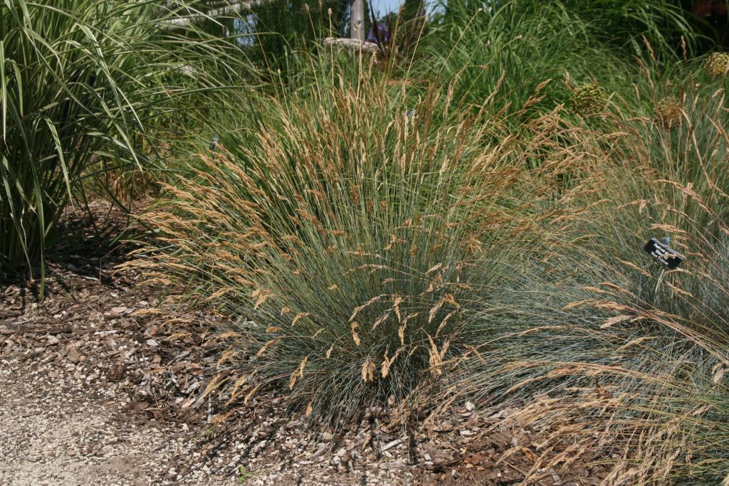 Blue fescue 'Blauglut' cultivar showing compact blue-green foliage in midsummer