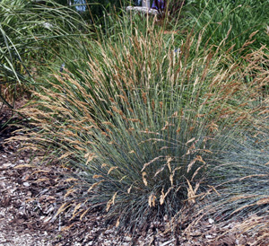 Blue fescue Blauglut in midsummer.