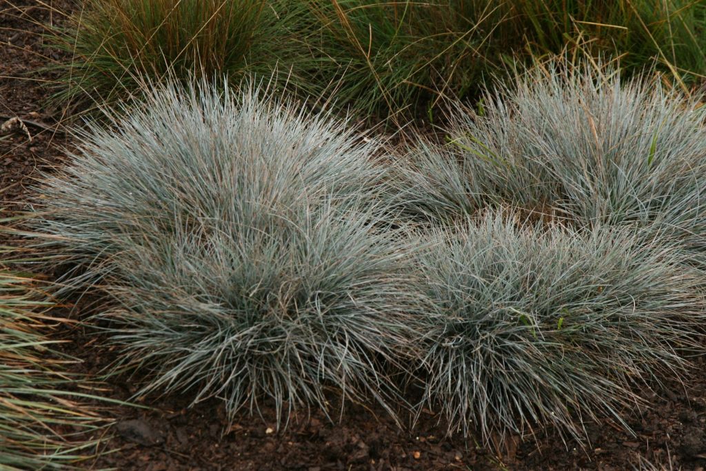 Blue fescue 'Elijah Blue' cultivar with distinctive silvery-blue foliage coloration