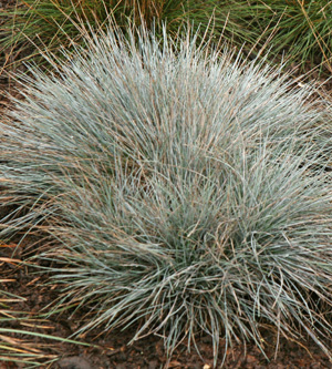 The most common cultivar of blue fescue, Elijah Blue.