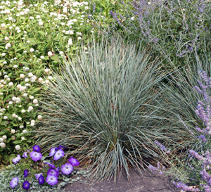 Blue fescue is a clumping ornamental grass.