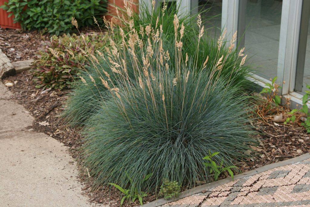 Blue fescue grass clumps with light green flowering spikes in early bloom stage