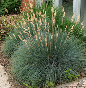 Blue fescue in bloom.