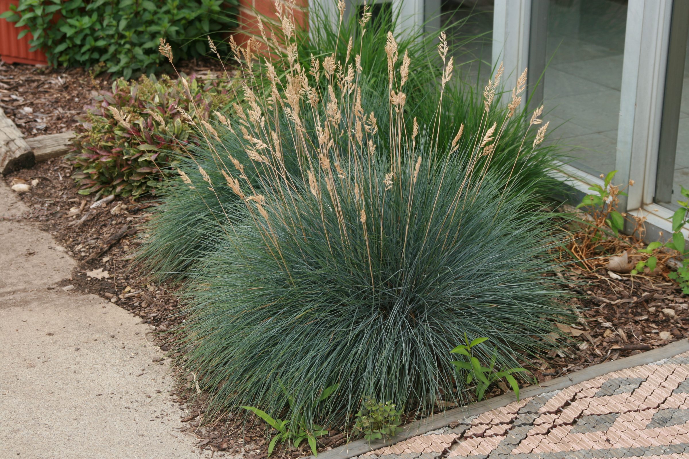 Festuca Ovina Glauca Festuca Ovina Glauca