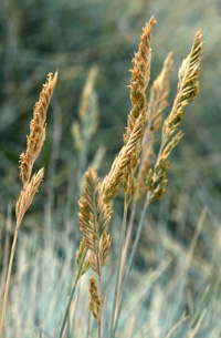 The inflorescences eventually turn a tan or buff color.