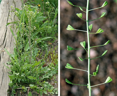 Shepherds purse doesnt produce the dense foliage that field pennycress does (L) and had triangular seedpods (R).