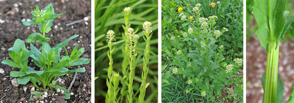 Erect flower stems are produced starting in the spring (L, LC and RC). The stems are ribbed and the clasping leaves have ear-like lobes that go around the stem (R).