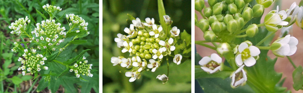 Flowers are produced in a dense raceme (L), with numerous flowers in each head (C) each with four petals (R).