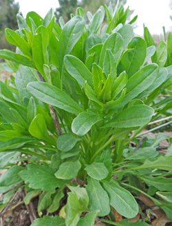 Field pennycress grows rapidly in the spring, developing lots of leaves before flowering.