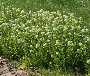 Field pennycress is a common weed of cultivated areas.