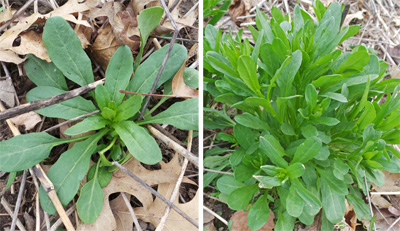 Field pennycress is frequently a winter annual that produces a rosette of leaves in the fall (L) that resumes growth in the spring (R).