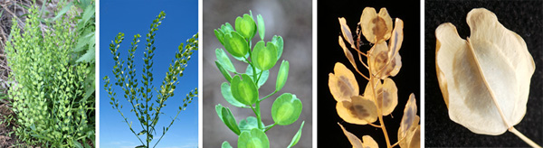 Field pennycress produces distinctive seed pods (L) in a single or branched raceme (LC) with flat, winged silicles that change from green (C) to tan (RC and R, closeup of a single silicle) as they dry.