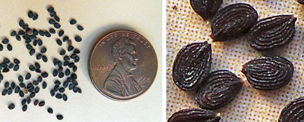 Field pennycress produces numerous small seeds (L), each of which has raised ridges on the surface (R).