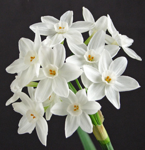 Paperwhites can be forced to bloom in just a few weeks.