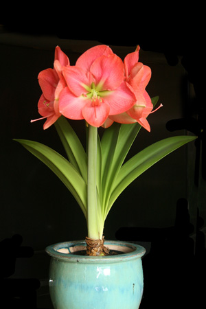 Amaryllis provide a spectacular floral display.