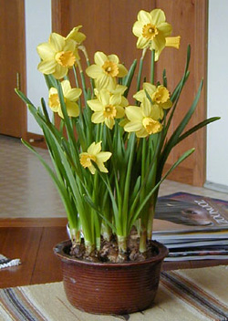 Tete-a-tete is a good variety of small daffodil for forcing.