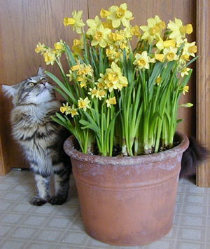 Forced bulbs are enjoyed by everyone in the middle of winter.