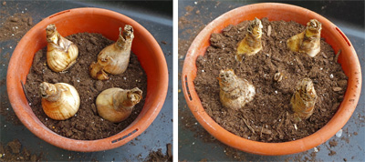Crowd the bulbs in your container for a full flower display (L) and be sure the bulbs are sticking out of the soil about halfway.