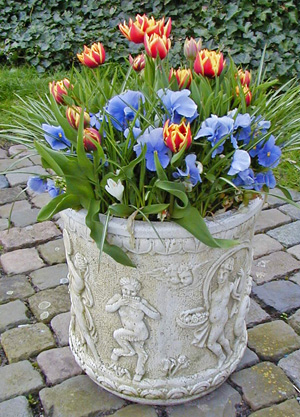 Forced tulips contrast with blue pansies.