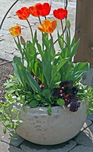 Forced bulbs can be combined with lettuce and other cool season plants.