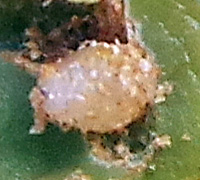 A third instar larva.