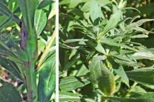 Other galls on goldenrod on the stem caused by a moth (L) and in the terminal bud by midges (R).