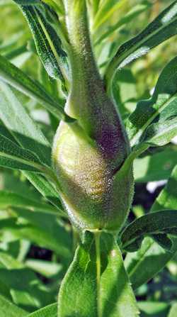 A developing gall.