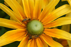 Goldenrod soldier beetles on Rudbeckia hirta 'Prairie Sun'.