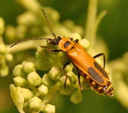 soldier beetle larvae