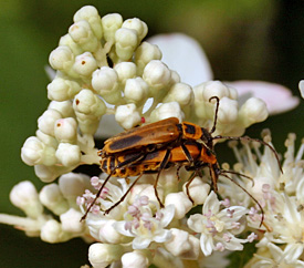 Mating goldenrod soldier beetles