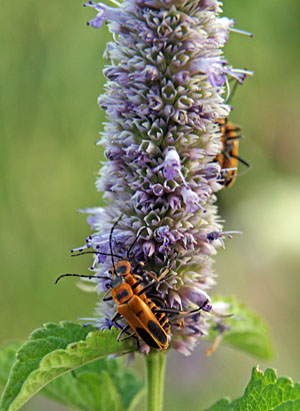 Goldenrod soldier beetles on anise hyssop