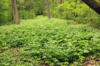 An extensive colony of wild geranium.