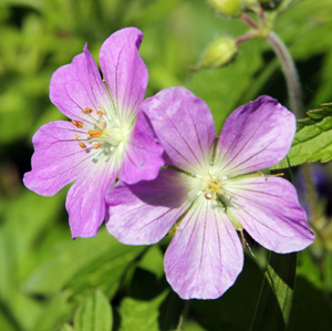 Wild geranium flowers.