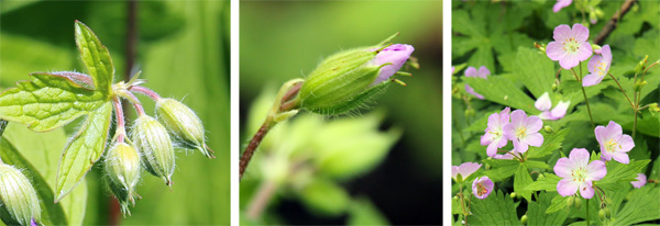 Clusters of flower buds (L); bud opening (C); and open flowers (R).
