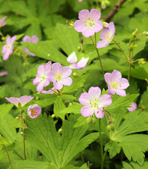 Wild geranium combines well with many shade-loving ephemerals and perennials.