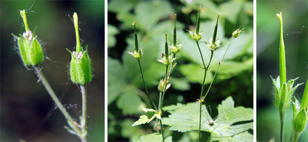 After flowering (L), and the distinctive seed capsules (C and R).