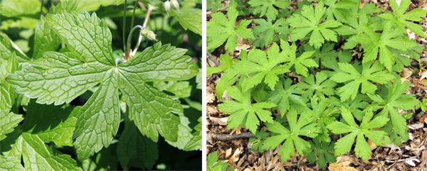 A palmately lobed leaf (L) and clump of leaves (R).