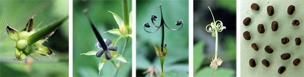 Seed capsules expanding (L), ripening (LC), with the carpels curled back after seed dehiscence (C and RC) and the small black seeds (R).