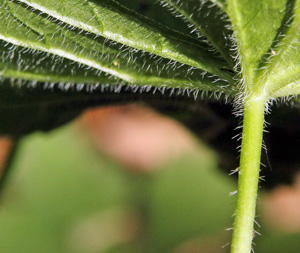 The underside of the leaf is covered with coarse hairs.