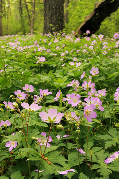 Image of Geranium maculatum (wild geranium) summer ground cover plant